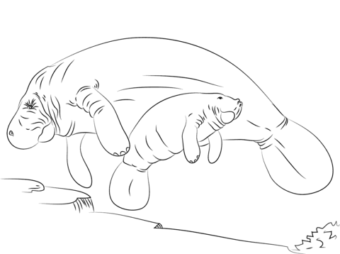 Manatee Mother And Baby Coloring Page